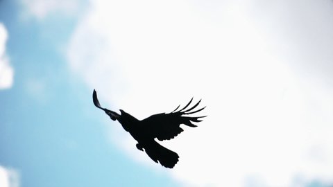 raven spreading its wings flies in the sky