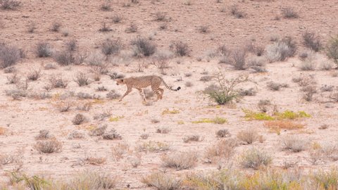 A Cheetah walking gracefully in Kalahari Desert, Upington, South Africa. 