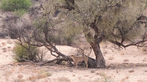 A Cheetah walking gracefully under the tree in Kalahari Desert, Upington, South Africa. 