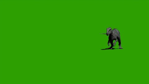 Velociraptor Dinosaur Walking on Green Screen