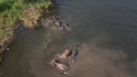 Wildlife in Asia. Close-up aerial view of a breeding herd of elephants Water plays at Lampang Thailand.