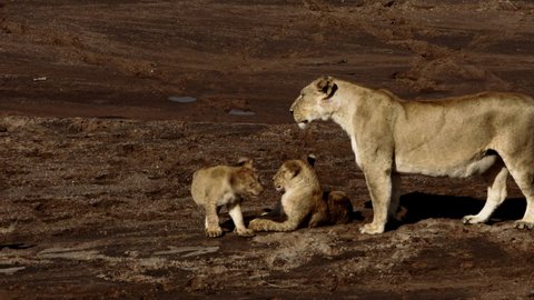 Large adult lioness (Panthera leo) feeding some of cubs while the other cubs and the male lion are resting. Both of the lions and the cubs are healthy and beautiful, all of them sporting clean hides.