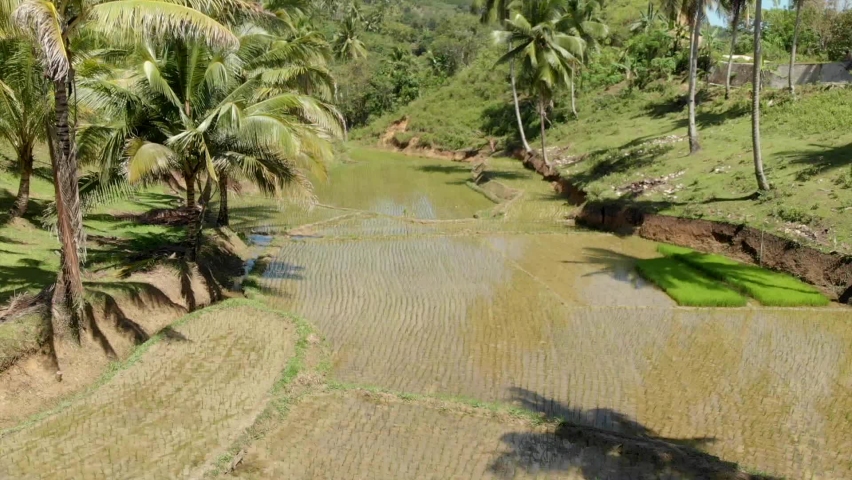 Aerial view of rice fields in Bohol, Siquijor 2 | Shutterstock HD Video #1068638141