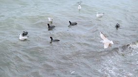 Seagulls and black cormorant birds swimming on the turquoise sea and waves during overcast weather. Splashing of water to beach. Flying seagulls are inside the camera view.