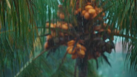 slow motion of rain falling on coconut tree or palm in rainforest at indonesia