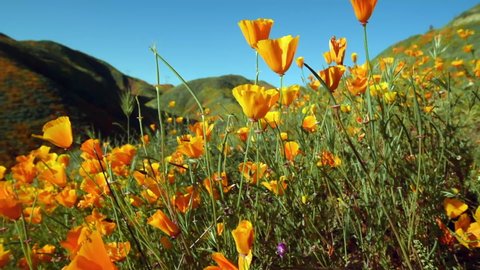 Close-up panning left of a lush and tranquil spring hillside of wild orange poppies during the Southern California spring superbloom - Lake Elsinore, California