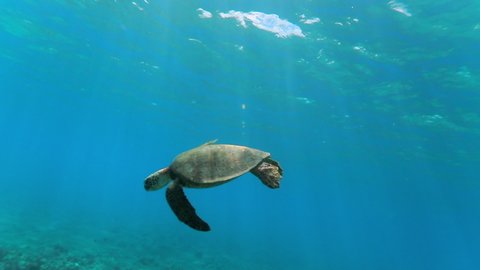 Underwater slow motion of a large green sea turtle as it gently swims towards the sea floor with bright sunlight reflecting off the sand and small fishes swimming in the distance - Oahu, Hawaii