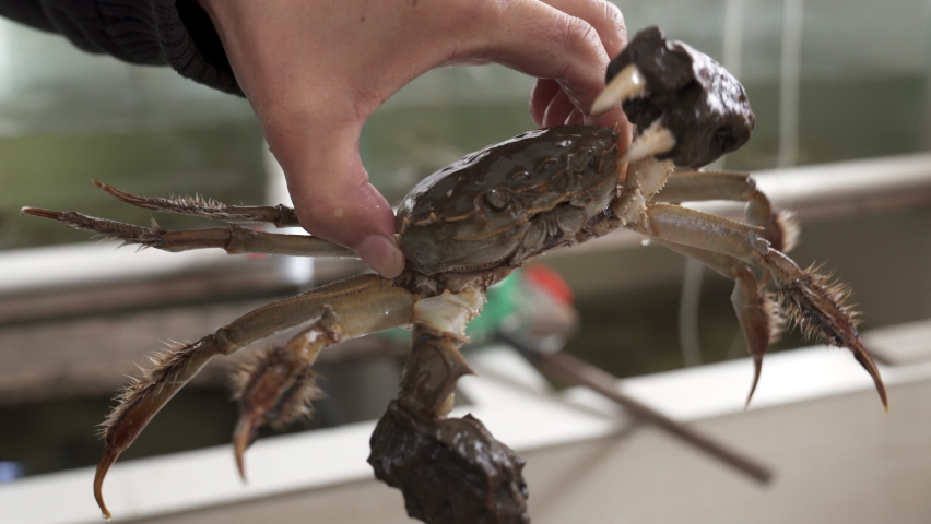 Panning shot of man holding Brachyura at restaurant - Suzhou, China