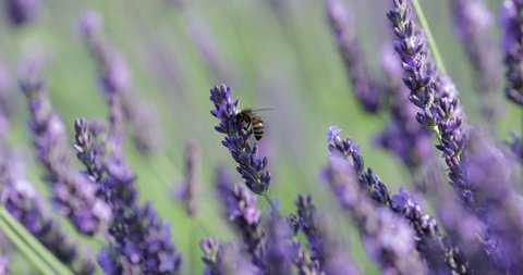 Close-up shot of bee pollinating on fresh lavender in field during sunny day - Valensole Provence, France