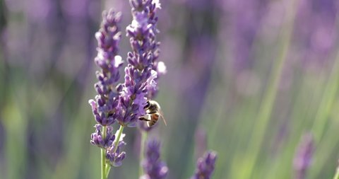 Close-up shot of bee pollinating on lavender flowers in field during sunny day - Valensole Provence, France