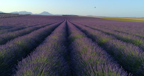 Aerial shot of hot air balloon flying over lavender field, drone ascending forward over flowers against clear sky on sunny day - Valensole Provence, France