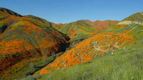 Pan left of people joyfully admiring rolling hills covered in orange wildflowers on a sunny spring day during the Southern California superbloom - Lake Elsinore, California