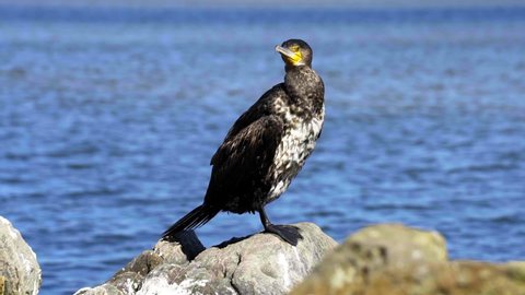 Slow Motion Lockdown: Cormorant Perching On Rock Against Sea