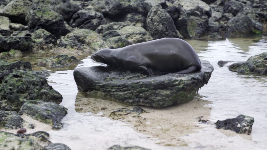 Playful Black Seal Sitting On Rock In Tidal Pool Rolls About Splashing And Grooming In Sunshine