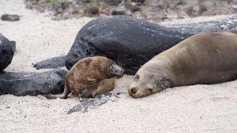 Close Up: Mother And Young Seal Cuddle On Beach Near Black Sea Rock On Sunny Day