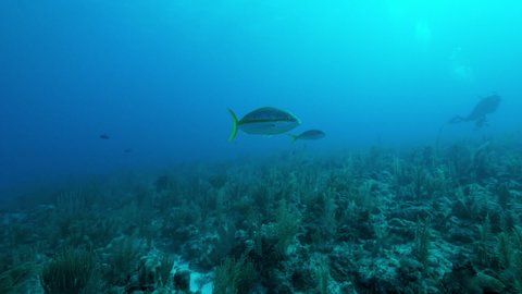 Slow Motion Pan: Yellowtail Snapper Swimming Over Coral Reef