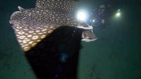 Slow Motion: Spotted Eagle Ray Swimming With Shark Pup By Diver