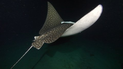 Slow Motion: Spotted Eagle Ray Swimming With Shark Pup In Sea