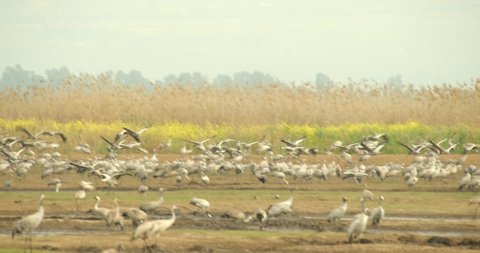 4K pan shot of a swarm of flying migratory birds in the Hula Valley in North Israel in front of hills, countless common cranes (grus grus) on the ground of the Agamon Hula Park in the Middle East, fly