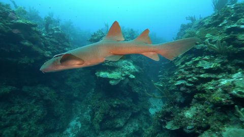 Slow Motion Pan: Nurse Shark And Pup Swimming By Coral Reef