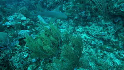 Slow Motion Pan: Nurse Shark Swimming Over Coral Reef