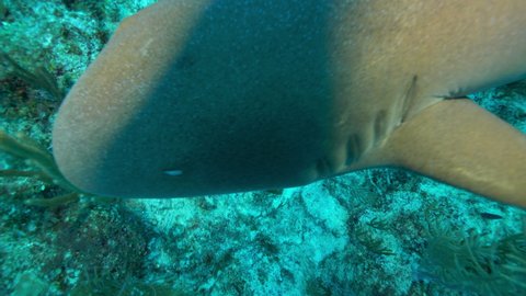 Close-Up Slow Motion: Nurse Shark Swimming Over Coral Reef In Sea