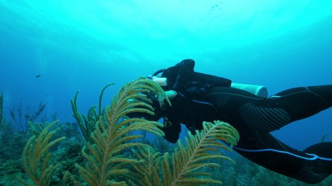 Slow Motion: Man Scuba Diving With Camera Over Coral Reef In Sea