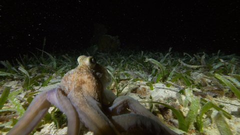 Slow Motion: Octopus Gliding Over Green Plants In Dark Sea