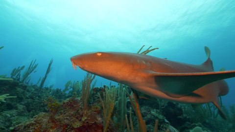 Panning: Nurse Shark With Pup Swimming Over Coral Reef