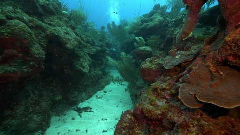 Man With Camera Exploring Coral Reef In Ocean