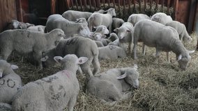 Flock of Sheep Laying Down in Hay at Farm