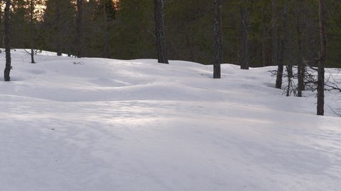 Snow covered pine forest ground in Northern Bereal