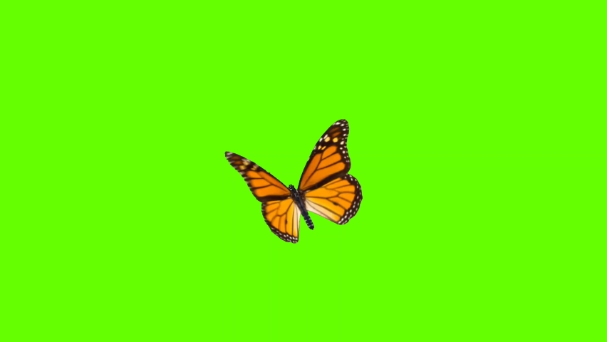 Colorful Butterfly Flying On Green Screen Matte Background 4k Animation Stock Footage. 3D Butterfly Stock Videos. | Shutterstock HD Video #1068663599