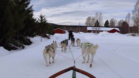 Husky dogs are dragging the sledge through the green forest road with beautiful sunny day during the holidays in north europe 4K video