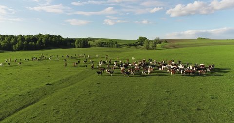 Herd of cows grazing in the large field in beautiful wild lanscape. Animal husbandry, livestock near small pond at summer sunrise. Aerial wide drone shot.