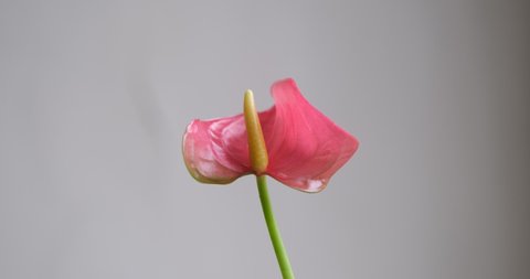 Pink anthurium flower. Anthurium flower is also called Anthurium Dakota or Anthurium Nunzia or flamingo flower