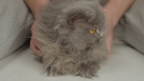 Male hands stroking an old british longhair cat, close-up