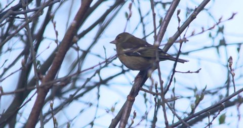 Female finch bird singing on a tree branch