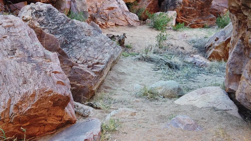 SLOW MOTION: Side view of black-footed rock wallaby along the walking track into Simpsons Gap, West MacDonnell Ranges National Park, Northern Territory, Central Australia. Australian outback wildlife.