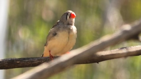 Bottom view of Australian Zebra Finch Red Beak on a tree with blurred nature background. Desert Park at Alice Springs in Northern Territory, Central Australia.