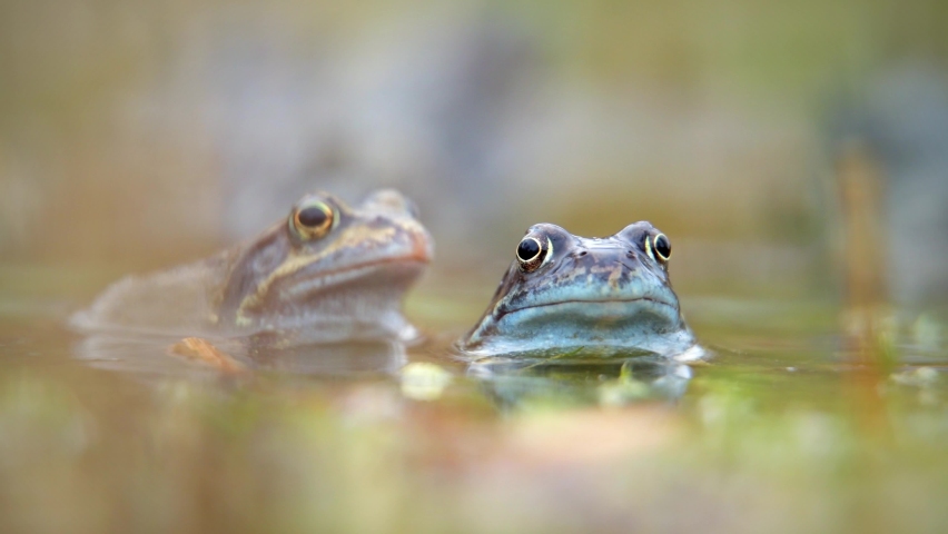 European common frog (Rana temporaria) in a pond in Oxford, UK, pumping throat. Filmed during breeding season, with others seen mating in the background.