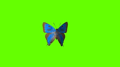 Blu Butterfly Flies Green Screen Stock Footage Video 100 Royalty Free 26822674 Shutterstock