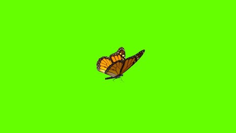 Colorful Butterfly Flying On Green Screen Matte Background 4k Animation Stock Footage. 3D Butterfly Stock Videos.