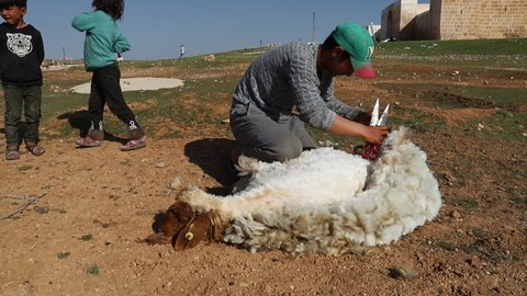 Sanliurfa, Turkey. March, 2021. Harran area. Details from the daily life of villagers from Urfa. Cutting sheep's wool.