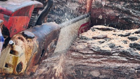 Close up of Chainsaw, man cuts a felled tree trunk Slow Motion. Deforestation, forest cutting concept