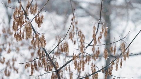 Dry ash tree (Fraxinus) seeds on twig covered with snow, blurry blue background. Snow-covered frozen ash seeds of ash tree in the snow in winter. Winter snow-covered city park. Snow flakes are falling