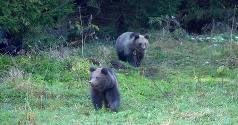 Mother brown bear with two cubs from mountains of Croatia