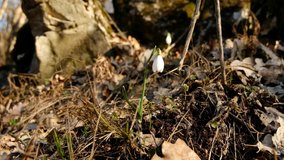 Fragile snowdrops growing between dry leaves in the windy forest.