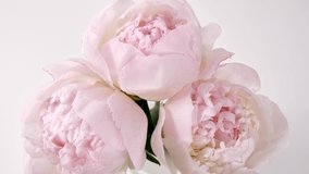 Beautiful pink, Blooming peony flower open on white background. Wedding backdrop, Valentine's Day concept. Time lapse, close-up timelapse
