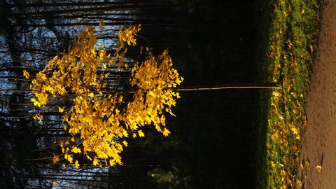 Young standalone yellow maple in bright sunlight, dark trees on background. Vertical shot of separated tree in autumn park. Ground path and green lawn seen at bottom